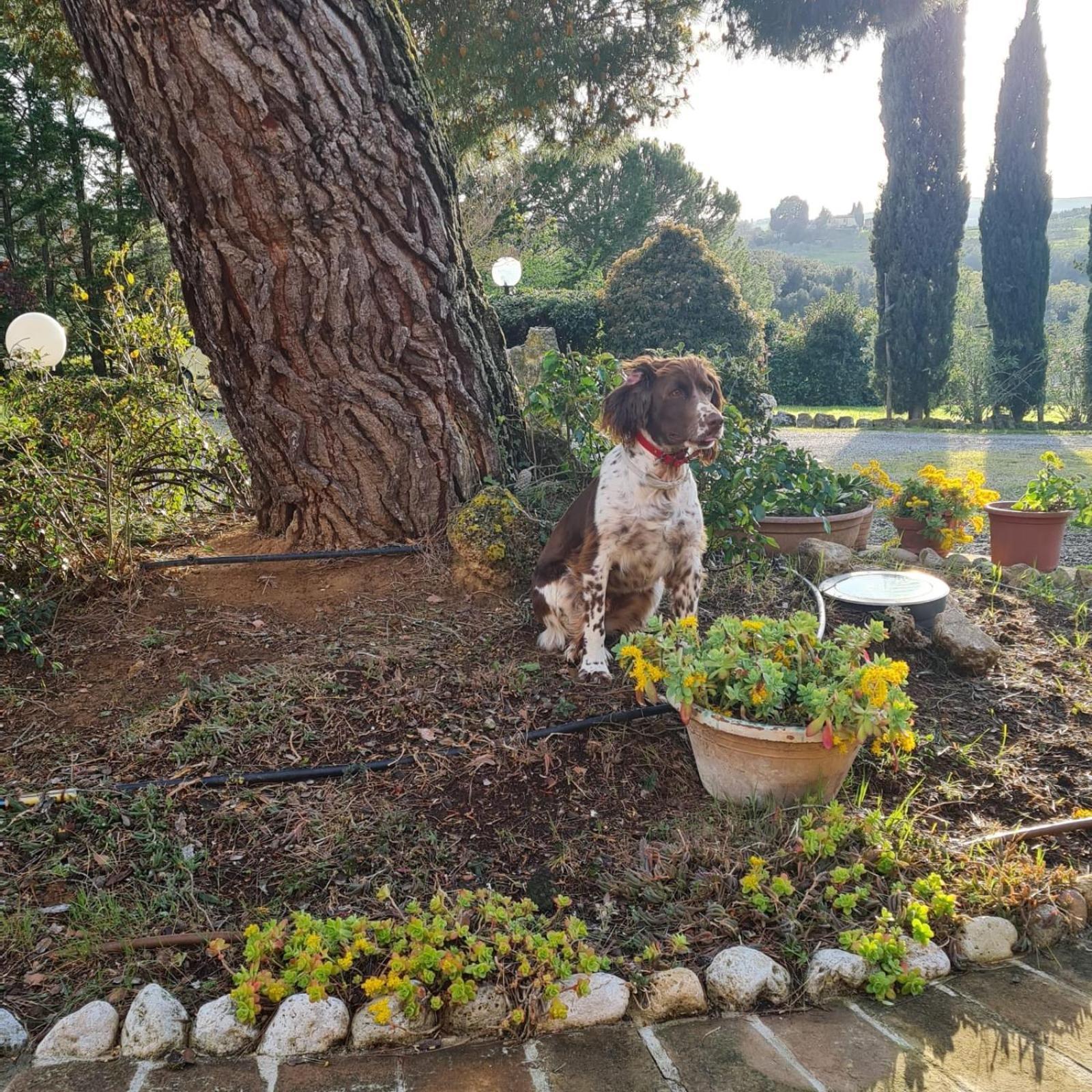 Antico Borgo Il Cardino Bed and Breakfast Σαν Τζιμινιάνο Εξωτερικό φωτογραφία